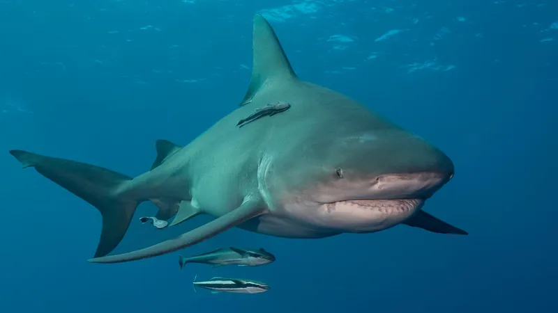 A lone Bull Shark swims just below the ocean's surface, offshore West Palm Beach, FL