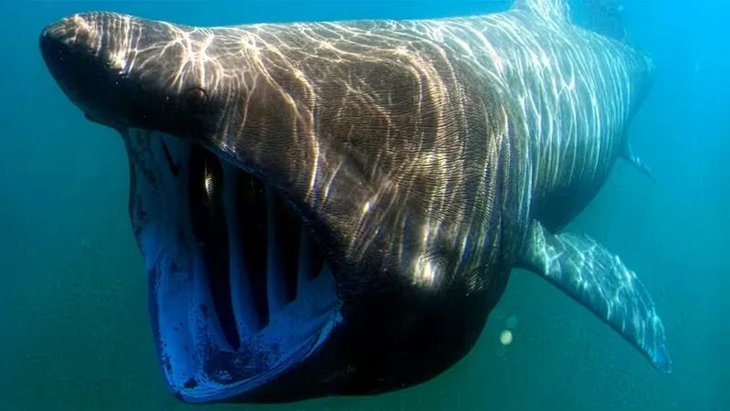 Greg Skomal, NOAA Fisheries Service