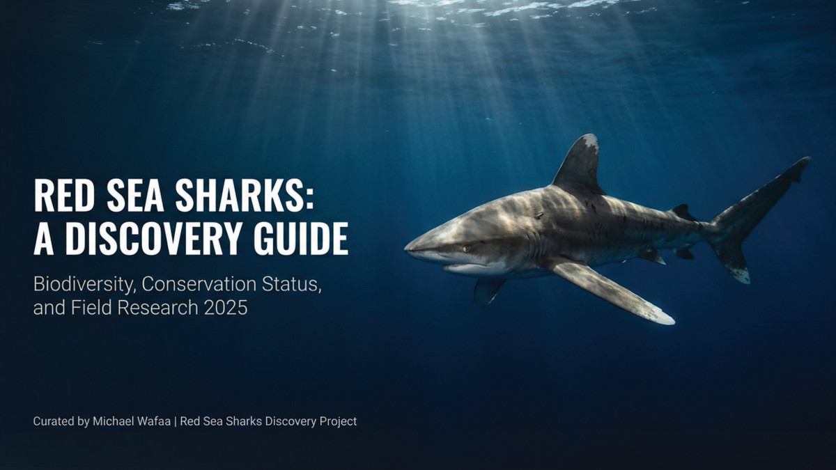 2025 Red Sea Shark Discovery: The Ultimate Field Guide to Egypt’s Apex Predators