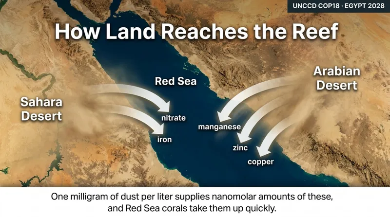 Map of the Red Sea between the Sahara and the Arabian deserts, with dust plumes carrying nitrate, iron, manganese, zinc and copper off both shores and into the water