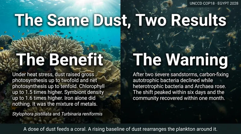 The same dust, two results: under heat stress it raised coral photosynthesis up to tenfold, while after two sandstorms the carbon-fixing bacteria in Red Sea water declined