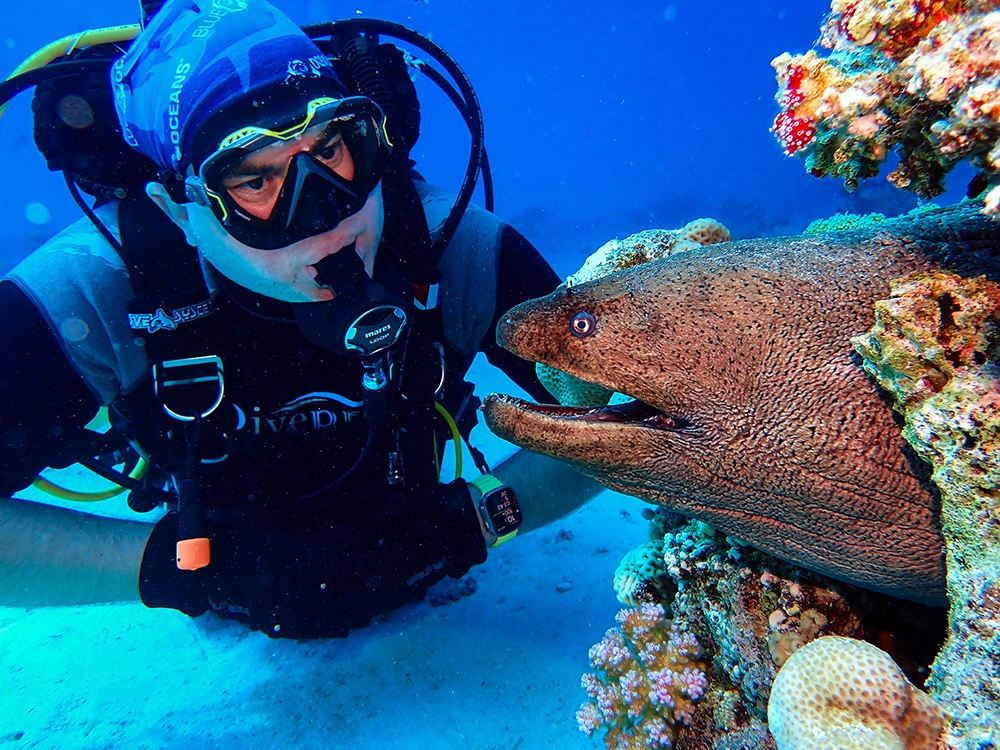 Red Sea Creatures founder diving with a giant moray eel