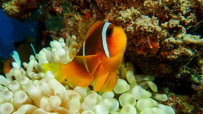 Clownfishes