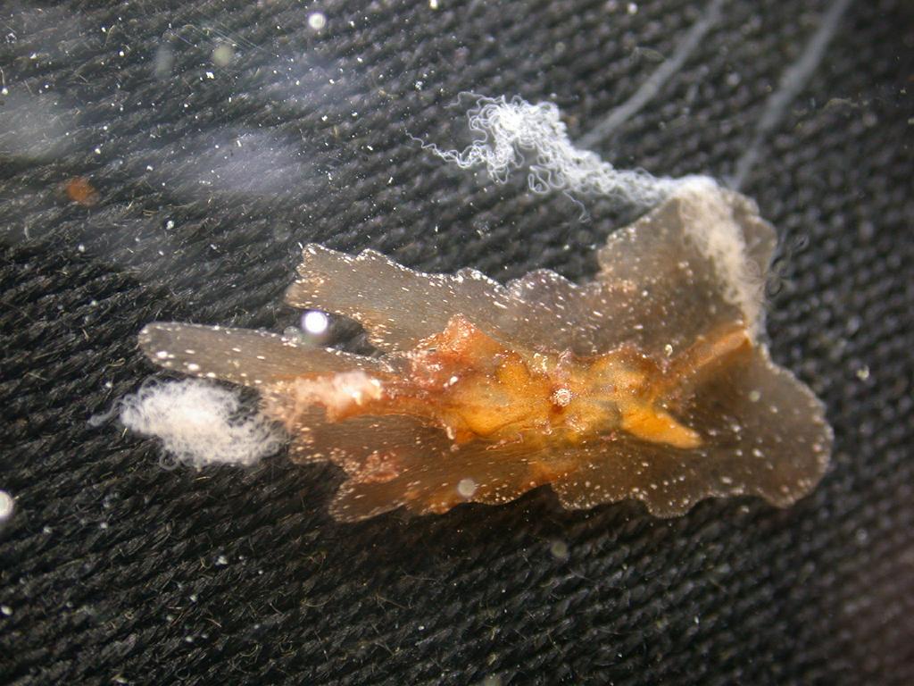 Comb jellies