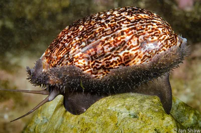 Cowries