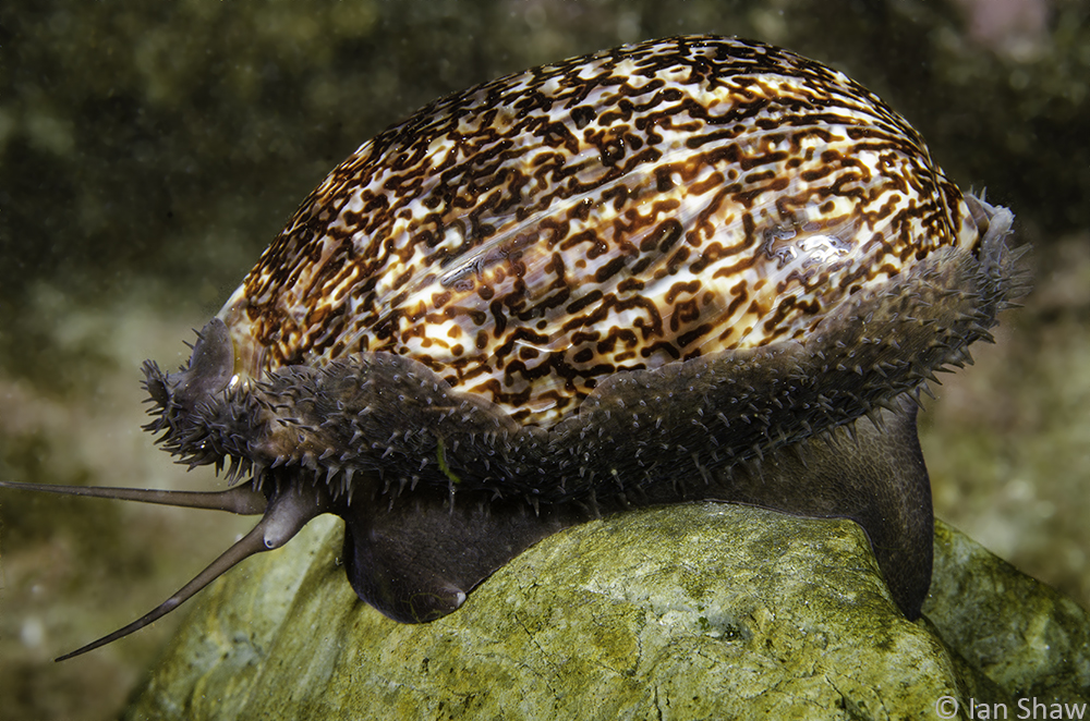 Cowries