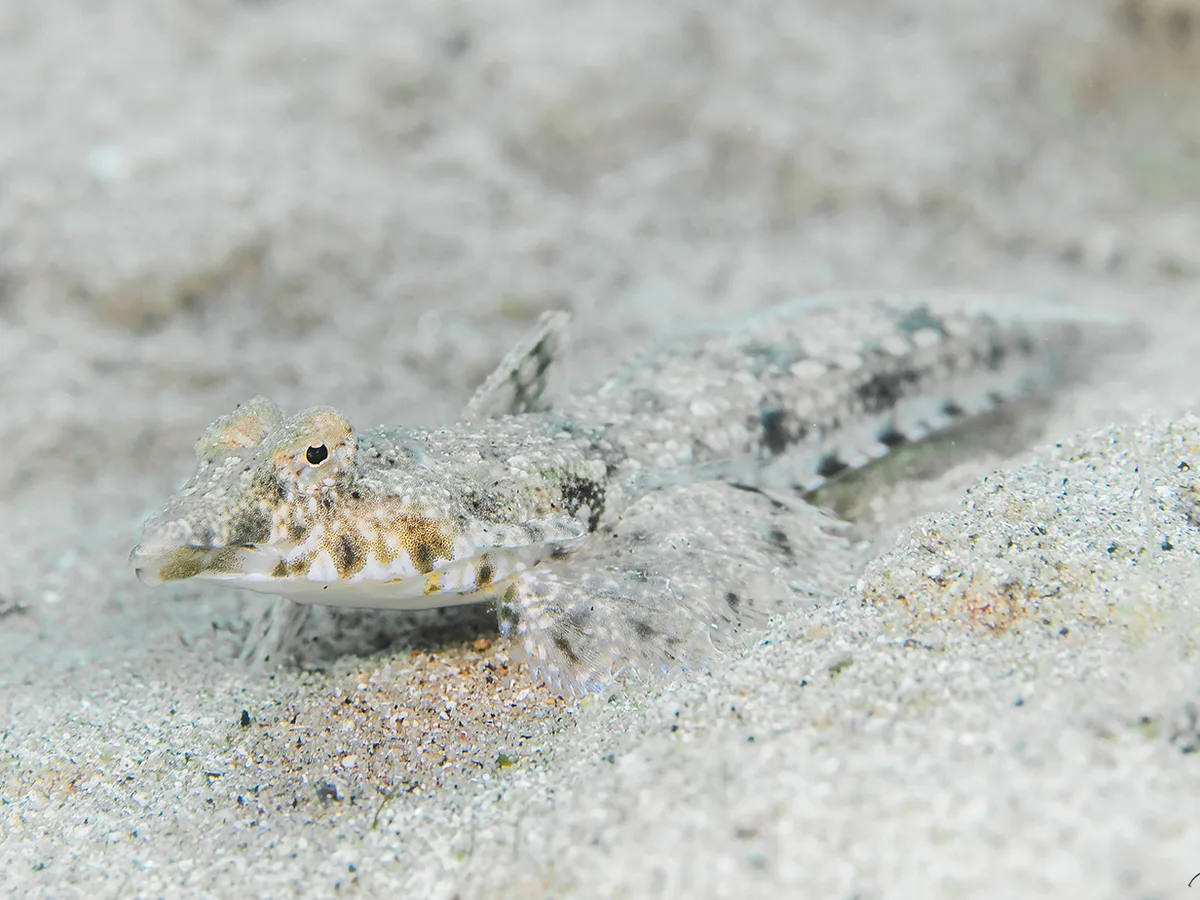 Dragonet