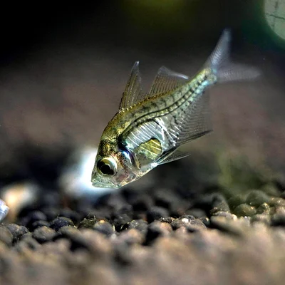 Glassfishes