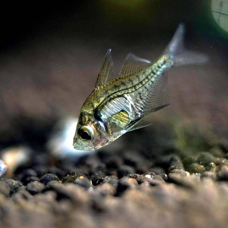 Glassfishes
