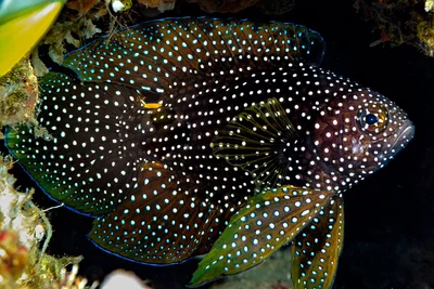 Longfins