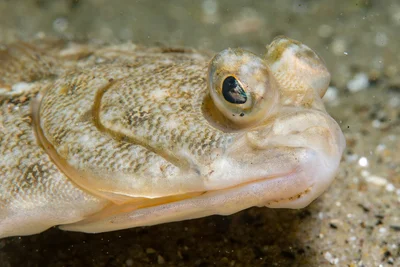 Righteye flounders