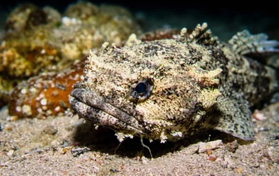Toadfishes
