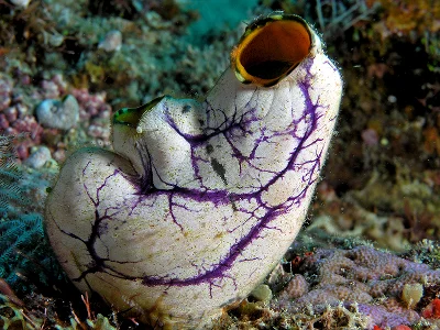 Tunicates