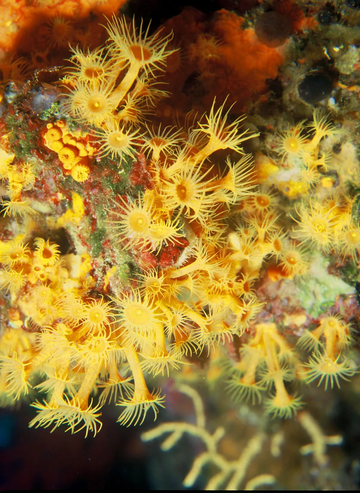 Zoanthids